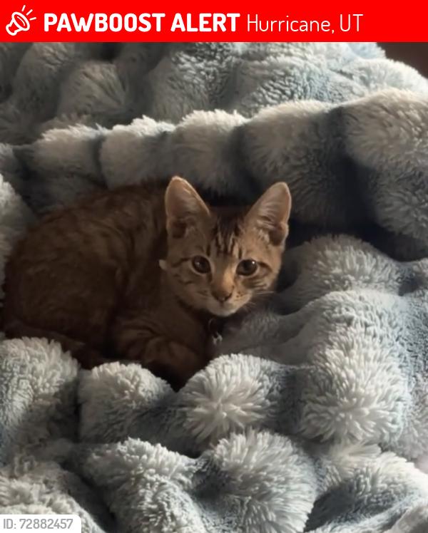 Lost Female Cat last seen US-91, near quail creek state park, Hurricane, UT 84737