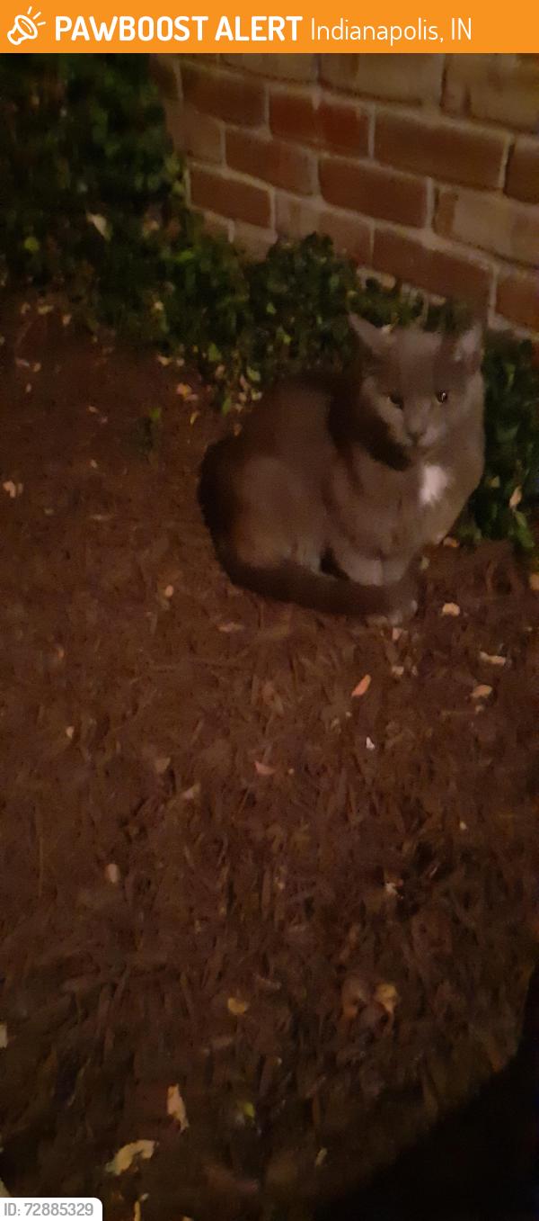 Found/Stray Unknown Cat last seen Near and County Line Rd on South Indianapolis , Indianapolis, IN 46217