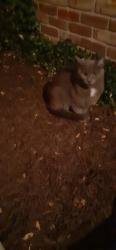 Found/Stray Unknown Cat last seen Near and County Line Rd on South Indianapolis , Indianapolis, IN 46217