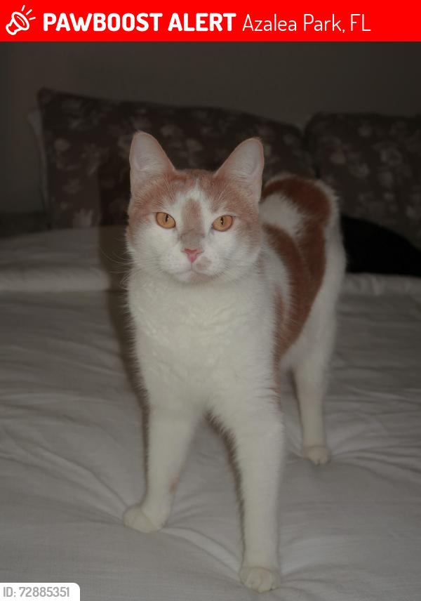 Lost Female Cat last seen ebans, Azalea Park, FL 32807