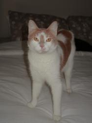 Lost Female Cat last seen ebans, Azalea Park, FL 32807