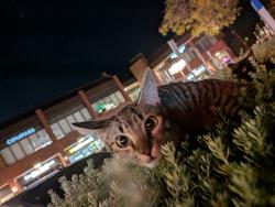 Lost Female Cat last seen Brentwood behind Chipotle, Los Angeles, CA 90025