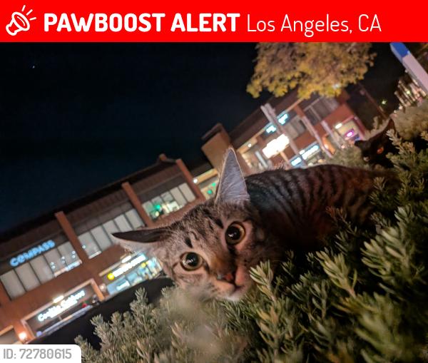 Lost Female Cat last seen Brentwood behind Chipotle, Los Angeles, CA 90025