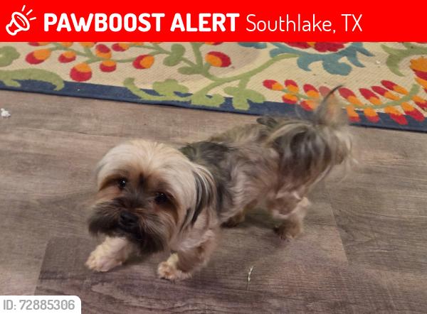 Lost Female Dog last seen Near Kingswood Dr., Southlake, TX 76092