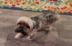 Lost Female Dog last seen Near Kingswood Dr., Southlake, TX 76092