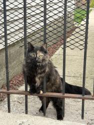Found/Stray Unknown Cat last seen alley between W Crystal St and Potomac // cross streets Rockwell and N Washtenaw , Chicago, IL 60622