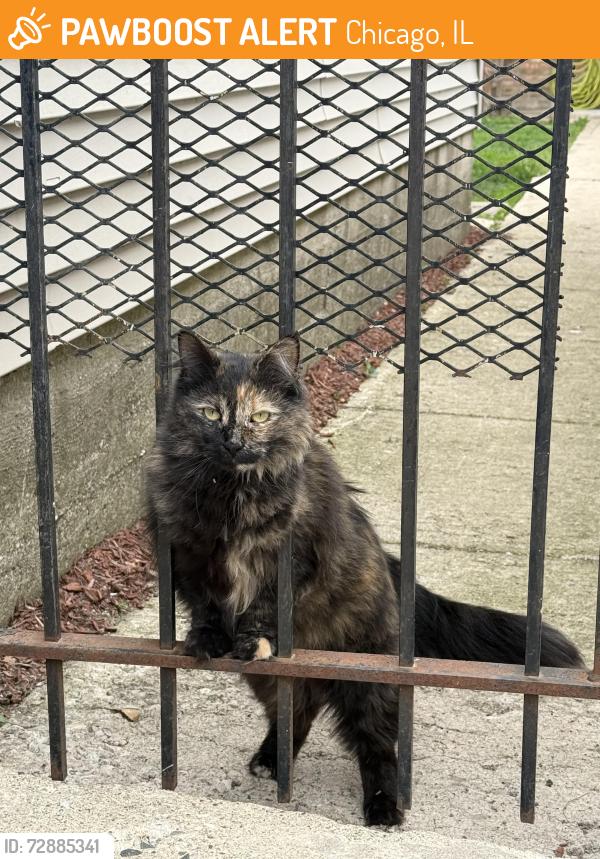 Found/Stray Unknown Cat last seen alley between W Crystal St and Potomac // cross streets Rockwell and N Washtenaw , Chicago, IL 60622