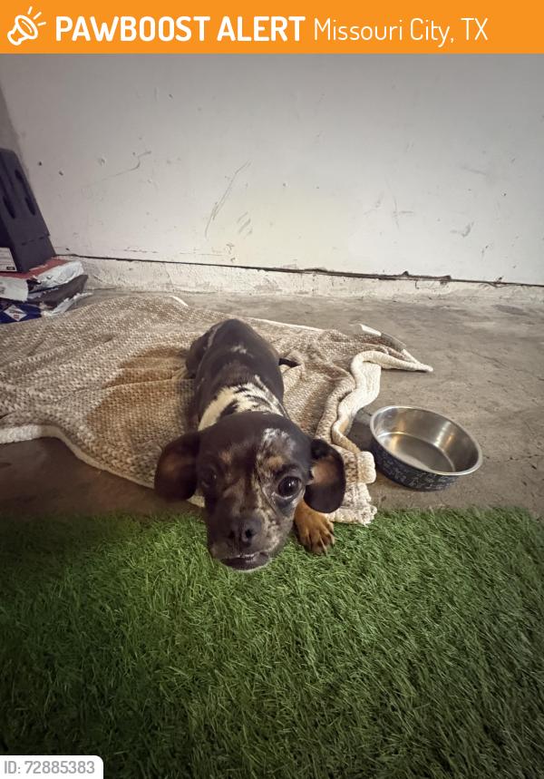 Found/Stray Female Dog last seen Derby ln , Missouri City, TX 77489