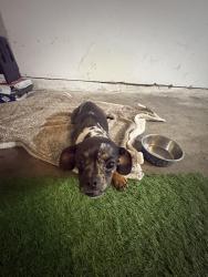 Found/Stray Female Dog last seen Derby ln , Missouri City, TX 77489