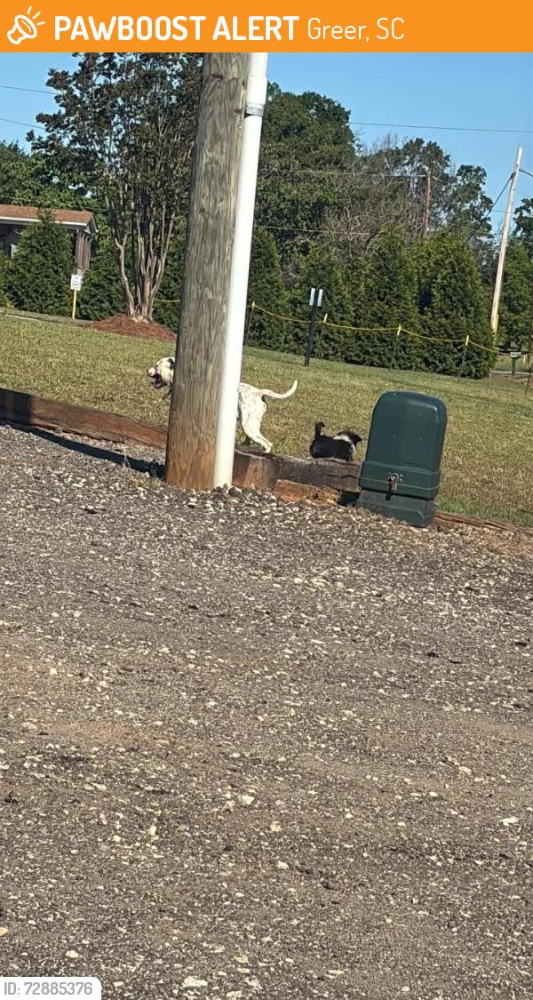 Found/Stray Male Dog last seen M&j restaurant , Greer, SC 29651