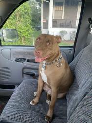 Lost Female Dog last seen Schnucks on Gravois, nearby Willmore park, Hampton area, St. Louis, MO 63109