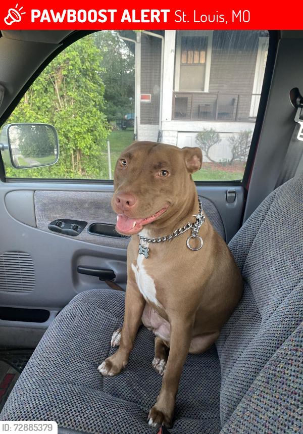 Lost Female Dog last seen Schnucks on Gravois, nearby Willmore park, Hampton area, St. Louis, MO 63109