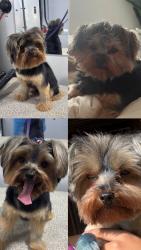 Lost Male Dog last seen Bella Terra, Richmond, TX 77406