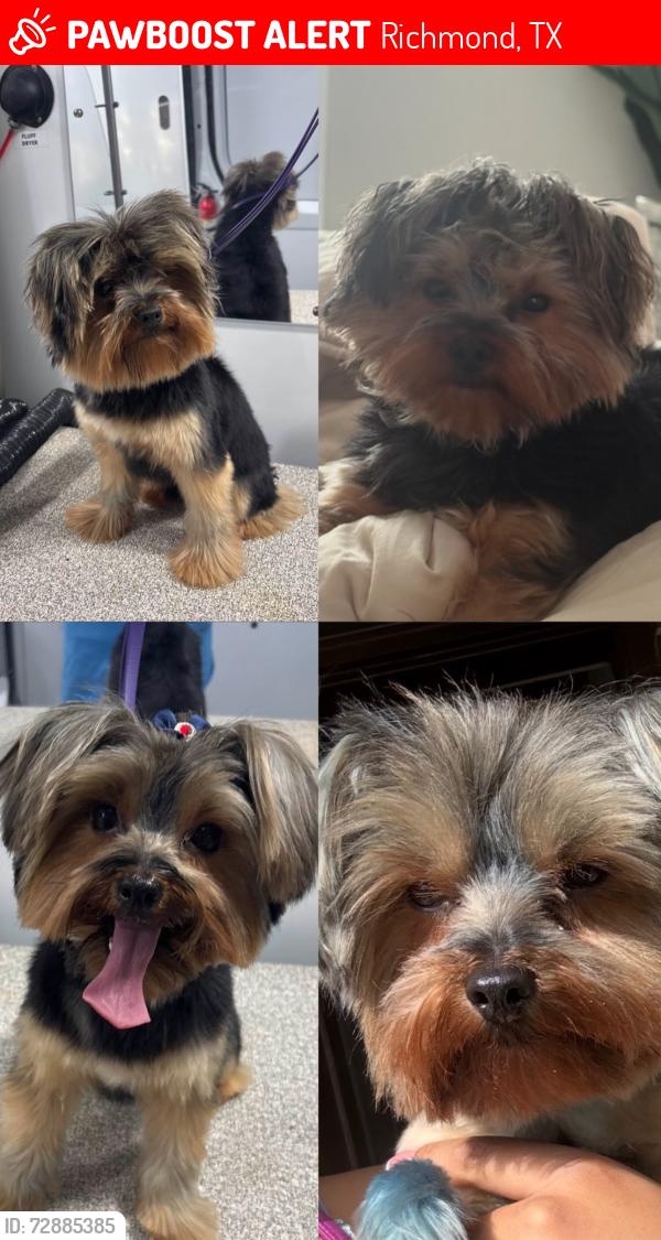 Lost Male Dog last seen Bella Terra, Richmond, TX 77406