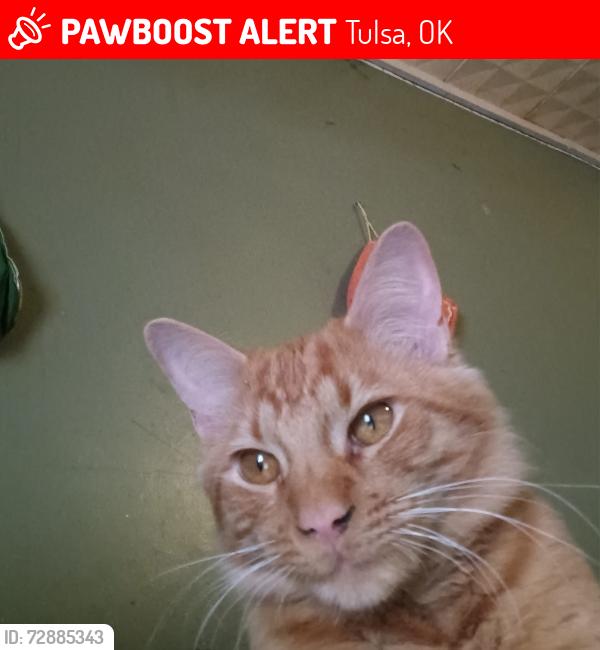 Lost Male Cat last seen M.L.K Jr blvd, Crawford Park, Tulsa, OK 74106