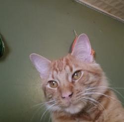 Lost Male Cat last seen M.L.K Jr blvd, Crawford Park, Tulsa, OK 74106