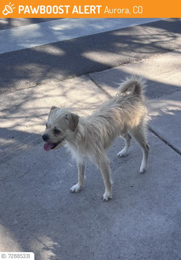 Found/Stray Male Dog last seen Virginia court elementary school, Aurora, CO 80012