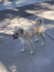 Found/Stray Male Dog last seen Virginia court elementary school, Aurora, CO 80012