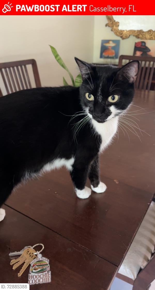 Lost Male Cat last seen Crystal bowl and Avalon ct, Casselberry, FL 32707