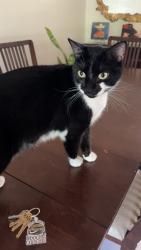 Lost Male Cat last seen Crystal bowl and Avalon ct , Casselberry, FL 32707