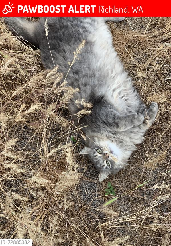 Lost Female Cat last seen Everest Ave, Richland Washington , Richland, WA 99354