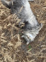 Lost Female Cat last seen Everest Ave, Richland Washington , Richland, WA 99354
