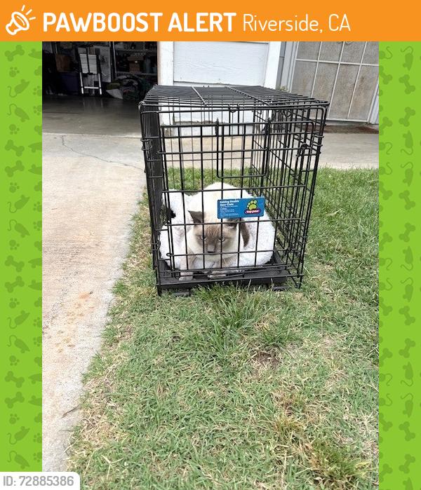 Found/Stray Unknown Cat last seen Napa and Collett, Riverside, CA 92505