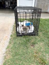 Found/Stray Unknown Cat last seen Napa and Collett, Riverside, CA 92505