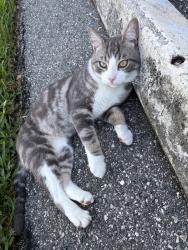 Found/Stray Male Cat last seen PLAYERS CLUB COMMUNITY, Suntree, FL 32940