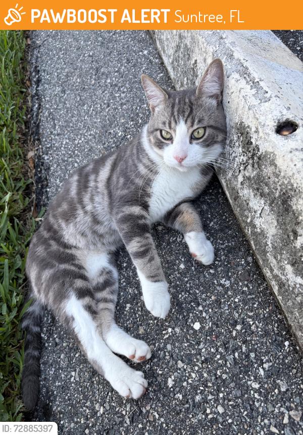 Found/Stray Male Cat last seen PLAYERS CLUB COMMUNITY, Suntree, FL 32940