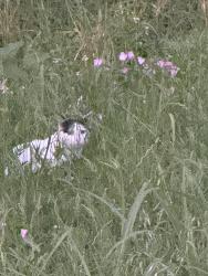 Found/Stray Unknown Cat last seen Tezel rd/ back alley 78254 braun oaks, San Antonio, TX 78254