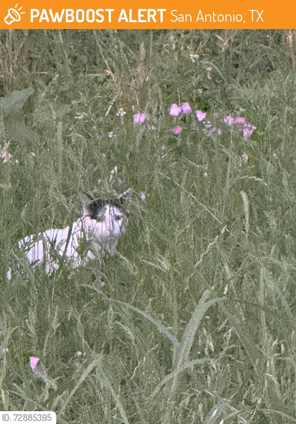 Found/Stray Unknown Cat last seen Tezel rd/ back alley 78254 braun oaks, San Antonio, TX 78254