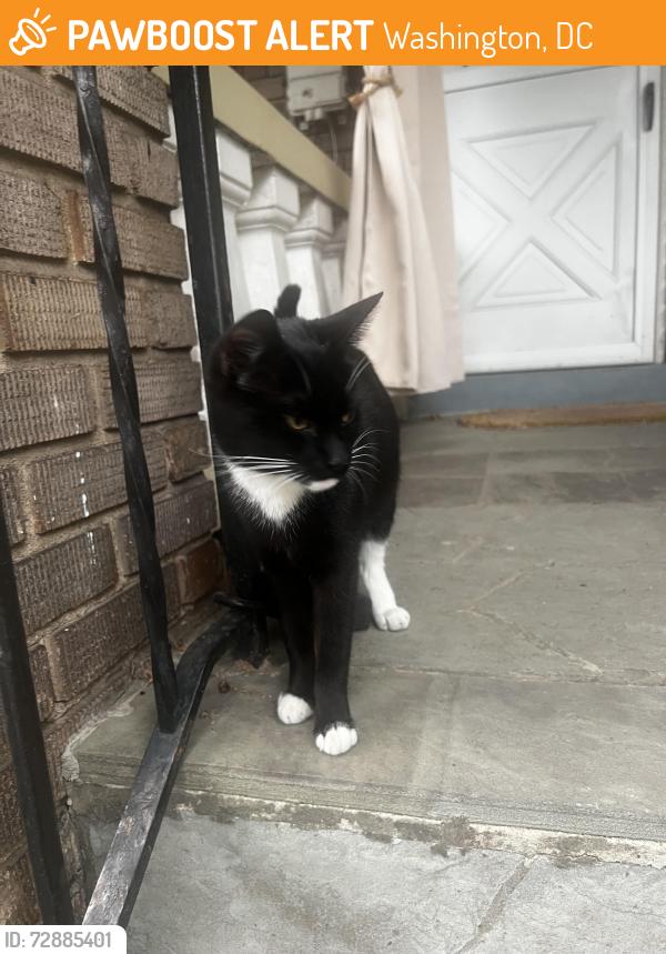 Found/Stray Unknown Cat last seen Decatur Street NN, Washington, DC 20011