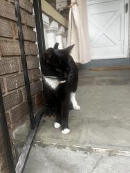 Found/Stray Unknown Cat last seen Decatur Street NN, Washington, DC 20011
