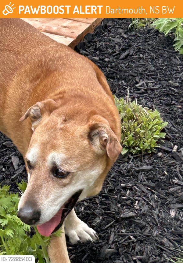Found/Stray Male Dog last seen Langdon, Ridgecrest , Dartmouth, NS B2W