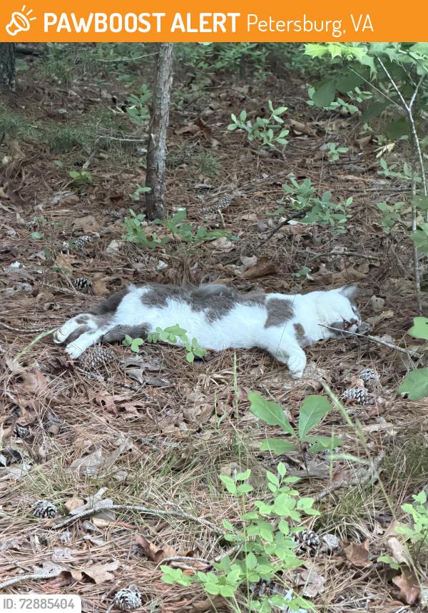 Found/Stray Unknown Cat last seen Wheaton rd, Petersburg, VA 23803