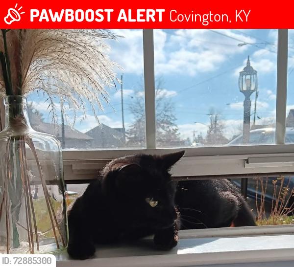 Lost Unknown Cat last seen Off Hands Pike, Tamarack and Evergreen , Covington, KY 41017