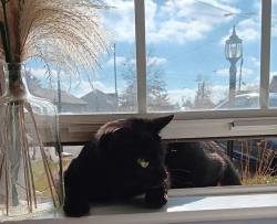 Lost Unknown Cat last seen Off Hands Pike, Tamarack and Evergreen , Covington, KY 41017