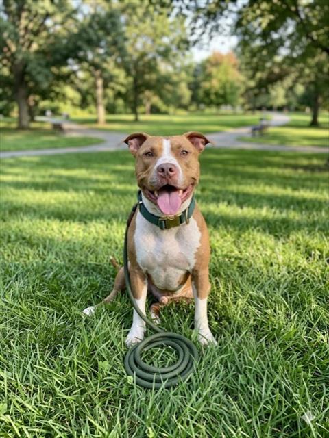 Shelter Stray Male Dog last seen LUMIS PARK, Doral, FL 33122