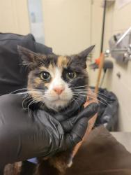 Shelter Stray Female Cat last seen Near BLOCK W LAKE PARK DR, WEST VALLEY CITY UT 84119, Salt Lake City, UT 84120