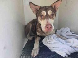 Shelter Stray Female Dog last seen VIA DEL CABALLO, Bonita, CA 91902