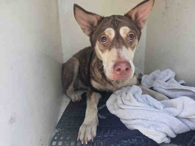 Shelter Stray Female Dog last seen VIA DEL CABALLO, Bonita, CA 91902