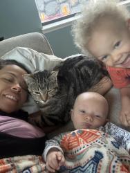 Lost Female Cat last seen Near butterfly ct, Reno, NV 89523