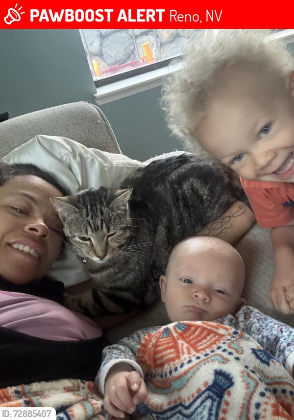 Lost Female Cat last seen Near butterfly ct, Reno, NV 89523
