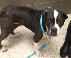 Shelter Stray Female Dog last seen Near BLOCK ORLEANS, Brighton, CO 80601