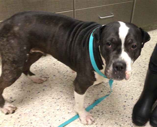 Shelter Stray Female Dog last seen Near BLOCK ORLEANS, 12155 Park Blvd, Brighton, CO 80601, USA