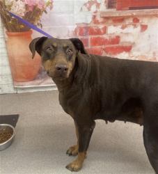 Shelter Stray Female Dog last seen LAUREL AND CITRON, San Bernardino, CA 92401
