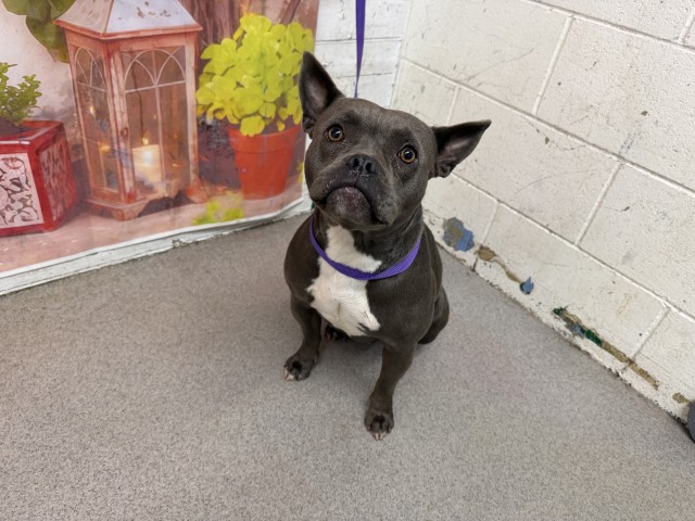 Shelter Stray Female Dog last seen IVY AND REDWOOD, San Bernardino, CA 92401