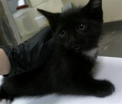 Shelter Stray Female Cat last seen LORMAN CIR/LW, Sanford, FL 32773