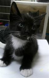 Shelter Stray Male Cat last seen LORMAN CIR/LW, Sanford, FL 32773